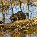Upiniai Bebrai Pavasarį Keičia / Nuotrauka: sc.bns.lt