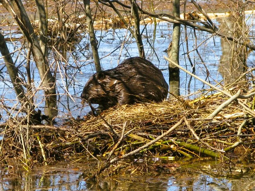 Upiniai Bebrai Pavasarį Keičia / Nuotrauka: sc.bns.lt