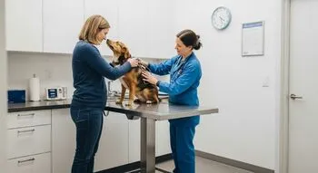 Svarbiausi Augintinių Sveikatos Stebėtojams / Nuotrauka: sc.bns.lt